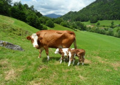 Kuh Moni mit neugeborenen Zwillingen auf der Weide